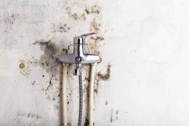 Trusted De Smet, SD Mold Removal Experts