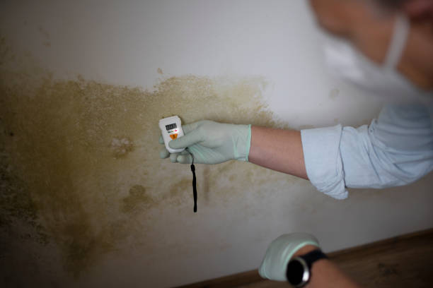 Best Same-Day Mold Removal  in De Smet, SD