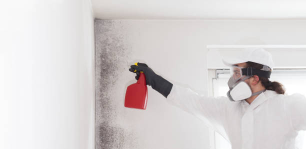 Best Office Mold Removal Services  in De Smet, SD