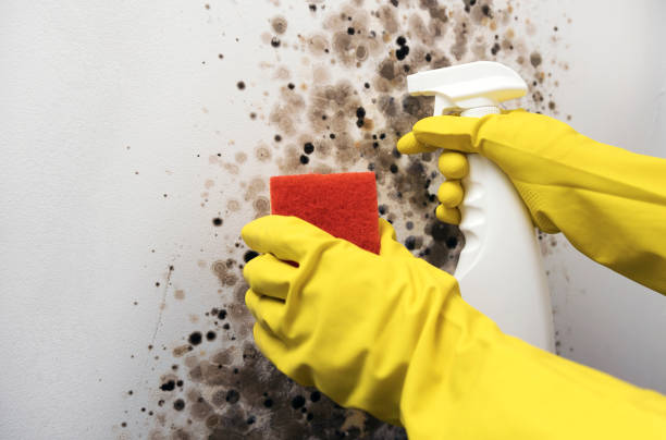 Best Fast Mold Removal  in De Smet, SD