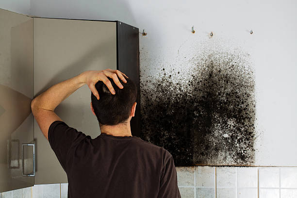 Best Affordable Mold Removal  in De Smet, SD